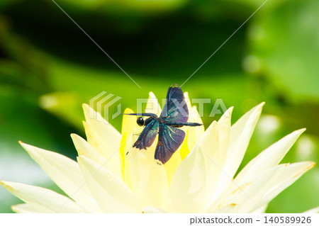 A brightly colored damselfly perches on a yellow water lily flower. A brightly colored damselfly perches on a yellow water lily flower. 140589926