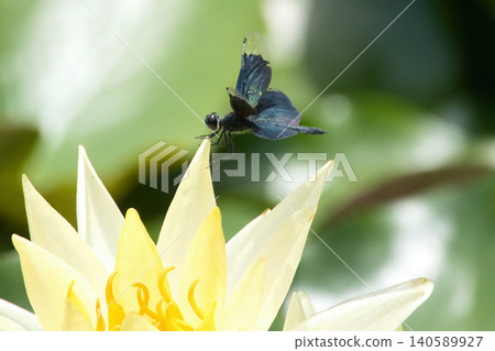 A damselfly perched on a yellow water lily flower. A damselfly perched on a yellow water lily flower. 140589927