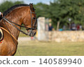 Elegant Spanish Horse Portrait at Outdoor Equestrian Event Elegant Spanish Horse Portrait at Outdoor Equestrian Event 140589940