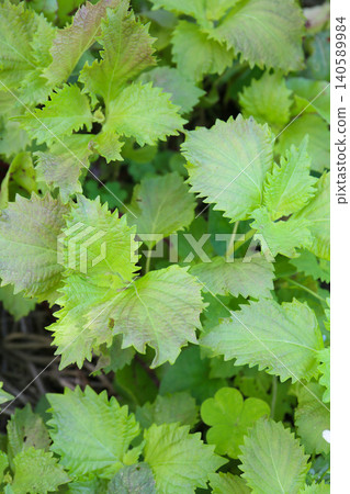 Blue leaf 140589984