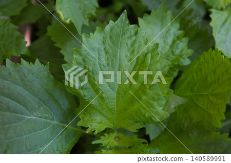 Blue leaf Blue leaf 140589991