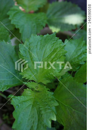 Blue leaf Blue leaf 140590038
