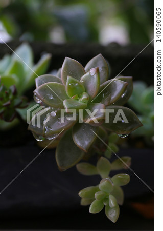 多肉植物,植物學背景 多肉植物,植物學背景 140590065