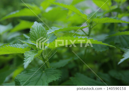 Nettle Nettle 140590158