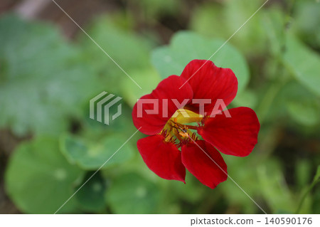 紅色旱金蓮花 紅色旱金蓮花 140590176