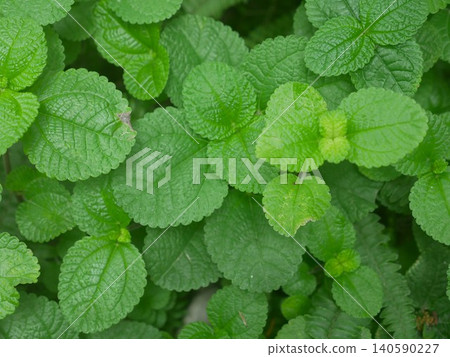 Pilea ventricosa Pilea ventricosa 140590227