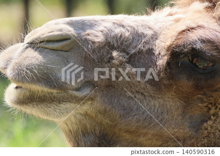 Camel's facial expression (zoo) 140590316