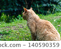 A relaxed tabby cat sitting in a quiet park. 140590359