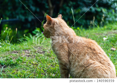 A relaxed tabby cat sitting in a quiet park. A relaxed tabby cat sitting in a quiet park. 140590359