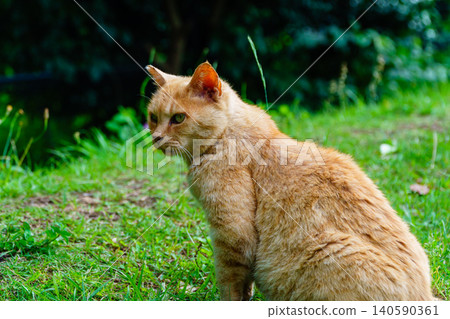 A relaxed tabby cat sitting in a quiet park. 140590361