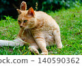 A relaxed tabby cat sitting in a quiet park. 140590362