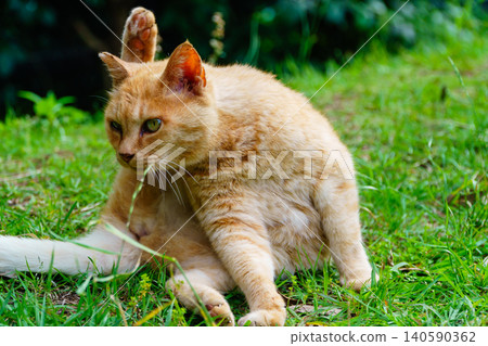 A relaxed tabby cat sitting in a quiet park. A relaxed tabby cat sitting in a quiet park. 140590362