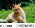 A relaxed tabby cat sitting in a quiet park. 140590363