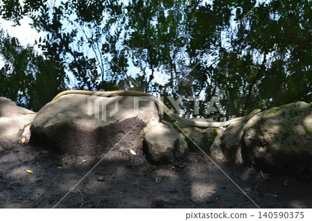 蛇/米努馬自然公園 蛇/米努馬自然公園 140590375