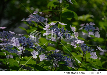 Hydrangeas blooming in a break in the rainy season, June, Inagi 709, Lacecap Hydrangea, Hydrangeaceae family, Hirao Hydrangeas blooming in a break in the rainy season, June, Inagi 709, Lacecap Hydrangea, Hydrangeaceae family, Hirao 140590719