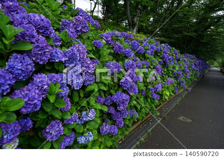 Hydrangeas blooming in a break in the rainy season, June, Inagi 710, Hydrangea, Hydrangeaceae family, Hirao Hydrangeas blooming in a break in the rainy season, June, Inagi 710, Hydrangea, Hydrangeaceae family, Hirao 140590720