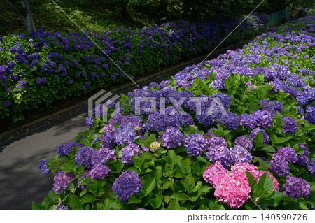 Purple hydrangeas are blooming in the hydrangea garden. June Inagi 716 Hydrangea, Hydrangeaceae, Hirao Purple hydrangeas are blooming in the hydrangea garden. June Inagi 716 Hydrangea, Hydrangeaceae, Hirao 140590726