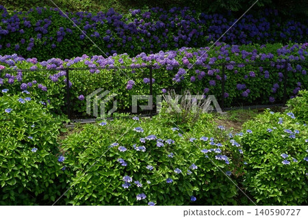 Purple hydrangeas are blooming in the hydrangea garden. June Inagi 717 Hydrangea, Hydrangeaceae, Hirao Purple hydrangeas are blooming in the hydrangea garden. June Inagi 717 Hydrangea, Hydrangeaceae, Hirao 140590727