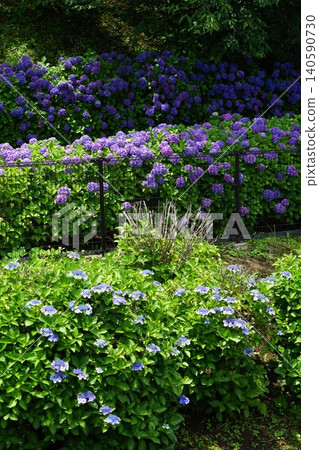 Purple hydrangeas are blooming in the hydrangea garden. June Inagi 720 Hydrangea, Hydrangeaceae, Hirao Purple hydrangeas are blooming in the hydrangea garden. June Inagi 720 Hydrangea, Hydrangeaceae, Hirao 140590730