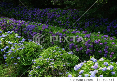 Purple hydrangeas are blooming in the hydrangea garden. June Inagi 721 Hydrangea, Hydrangeaceae, Hirao Purple hydrangeas are blooming in the hydrangea garden. June Inagi 721 Hydrangea, Hydrangeaceae, Hirao 140590731