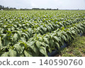 Tobacco farm on Miyako Island - Tobacco field 140590760