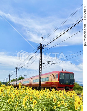 東武鬼怒川線特快列車鬼怒川號駛過藍天下的向日葵田。 東武鬼怒川線特快列車鬼怒川號駛過藍天下的向日葵田。 140590918