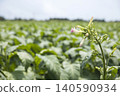 Tobacco flowers blooming in a tobacco field 140590934