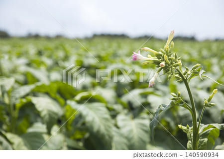 Tobacco flowers blooming in a tobacco field Tobacco flowers blooming in a tobacco field 140590934