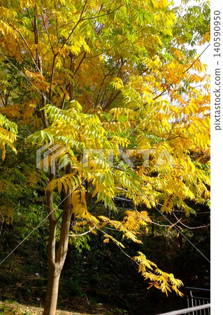 [Kanagawa Prefecture] A soapberry tree with yellow leaves. 140590950