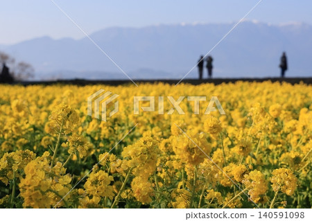 Rape field of Moriyama city, Shiga prefecture Rape field of Moriyama city, Shiga prefecture 140591098