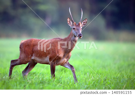 Red deer in the run 140591155