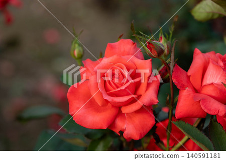 Roses in the park (Lady Rose) 140591181