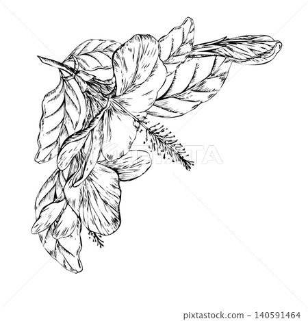 Hibiscus flower corner vignette hand drawn line art sketch. Black ink tropical floral arrangement isolated on white for cosmetic brand certificate, organic tea packaging design, and menu card Hibiscus flower corner vignette hand drawn line art sketch. Black ink tropical floral arrangement isolated on white for cosmetic brand certificate, organic tea packaging design, and menu card 140591464