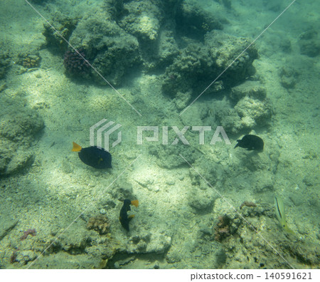sea fish near coral reef, underwater sea fish near coral reef, underwater 140591621