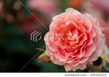 Roses in the park (Anna) Roses in the park (Anna) 140591834