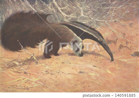 古董插畫:動物百科全書-大食蟻獸 古董插畫:動物百科全書-大食蟻獸 140591885