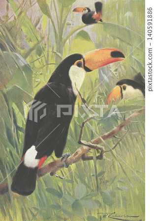 古董插畫:動物百科全書-巨嘴鳥 古董插畫:動物百科全書-巨嘴鳥 140591886
