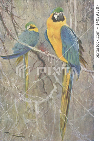 Antique illustration: Animal encyclopedia - Blue and Gold Macaw Antique illustration: Animal encyclopedia - Blue and Gold Macaw 140591887