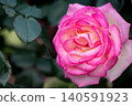 Roses in the park (Princess de Monaco) 140591923