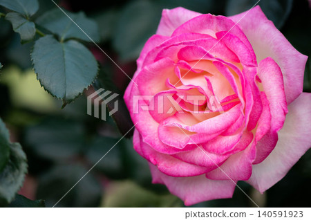 Roses in the park (Princess de Monaco) Roses in the park (Princess de Monaco) 140591923