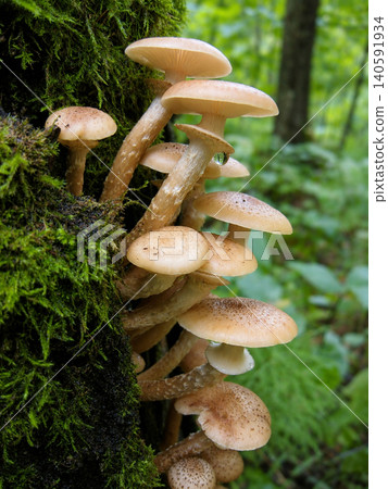 Wild Honey Mushrooms on Moss-Covered Tree Trunk in Forest Wild Honey Mushrooms on Moss-Covered Tree Trunk in Forest 140591934