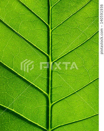 Green Leaf Macro Texture with Detailed Veins Background Green Leaf Macro Texture with Detailed Veins Background 140591936
