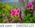 Azalea's flower 140592125