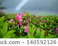 Azalea's flower 140592126