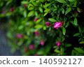 Bud of Azalea 140592127