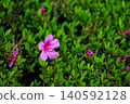 Azalea's flower 140592128