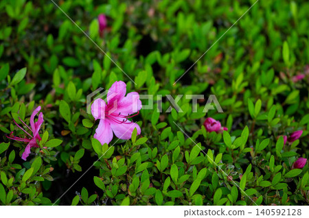 杜鵑花的花 杜鵑花的花 140592128