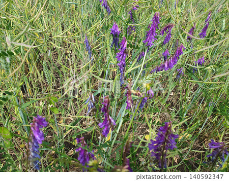 Purple Wildflowers Growing Among Meadow Grass in Natural Summer Field Purple Wildflowers Growing Among Meadow Grass in Natural Summer Field 140592347