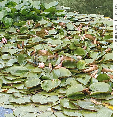 Water lilies and green lilies on the surface of a calm pond. Delicate pink buds of water lilies among dense foliage 140592350