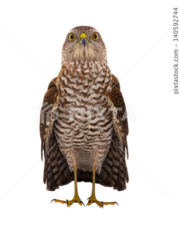 sparrowhawk (accipiter nisus) isolated on white background sparrowhawk (accipiter nisus) isolated on white background 140592744